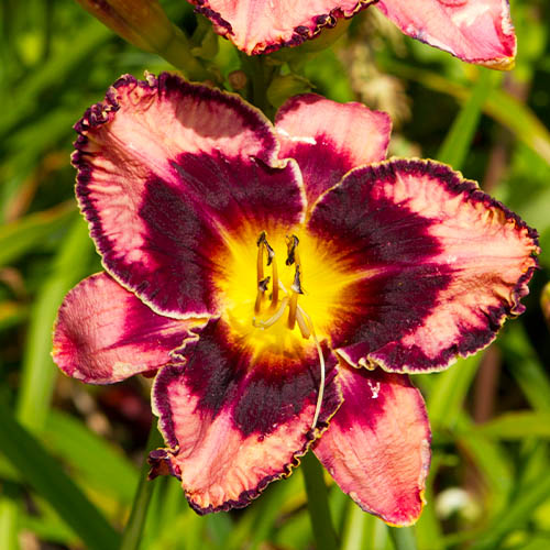 Hemerocallis (Lys de jour) Simmons Overture - for Sale Hemerocallis (Lys de jour) Simmons Overture