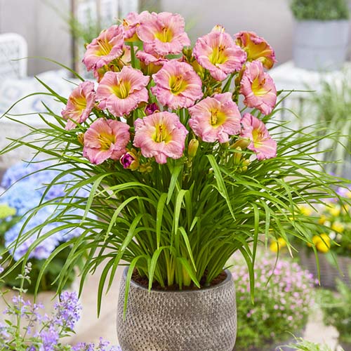 Hemerocallis (Daylily) Soft Secrets - for Sale Hemerocallis (Daylily) Soft Secrets