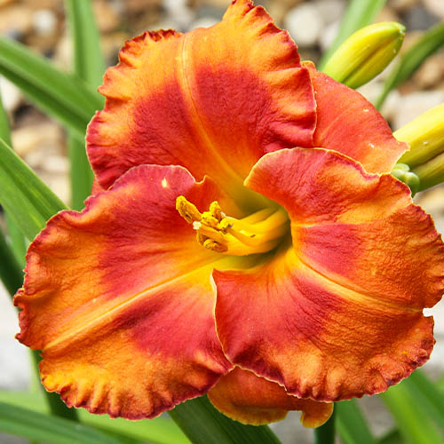 Hemerocallis (Daylily) Spacecoast Firestarter - for Sale Hemerocallis (Daylily) Spacecoast Firestarter