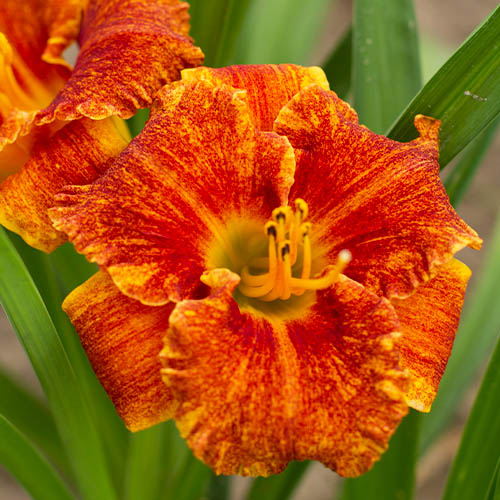 Hemerocallis (Daglelie) Spacecoast Freaky Tiki - for Sale Hemerocallis (Daglelie) Spacecoast Freaky Tiki