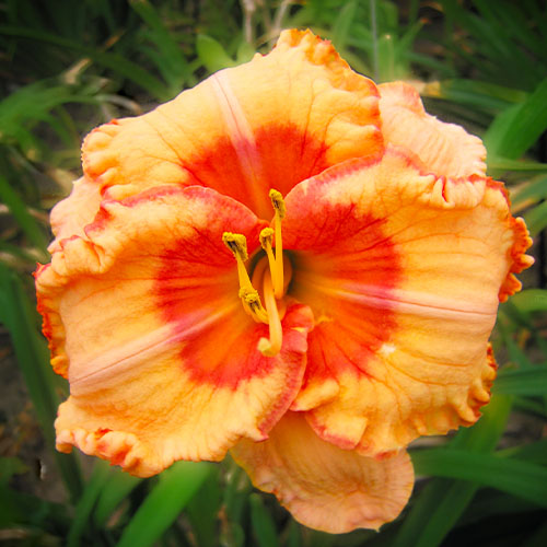 Hemerocallis (Daglelie) Spacecoast Sweet Eye - for Sale Hemerocallis (Daglelie) Spacecoast Sweet Eye