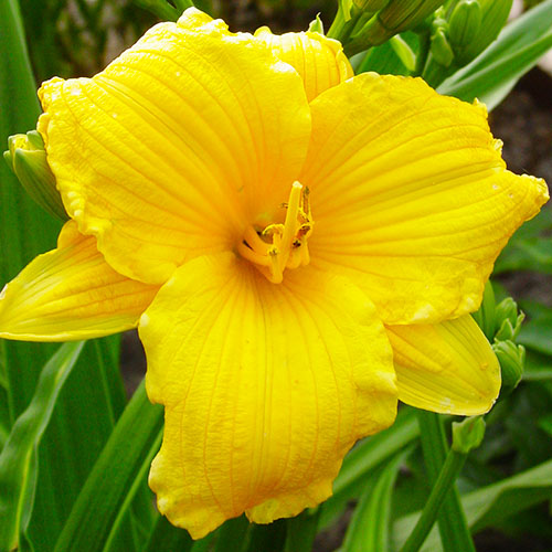 Hemerocallis (Daylily) Texas Sunlight - for Sale Hemerocallis (Daylily) Texas Sunlight