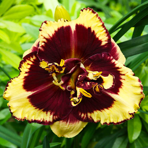 Hemerocallis (Daylilies) Tiger Blood - for Sale Hemerocallis (Daylilies) Tiger Blood