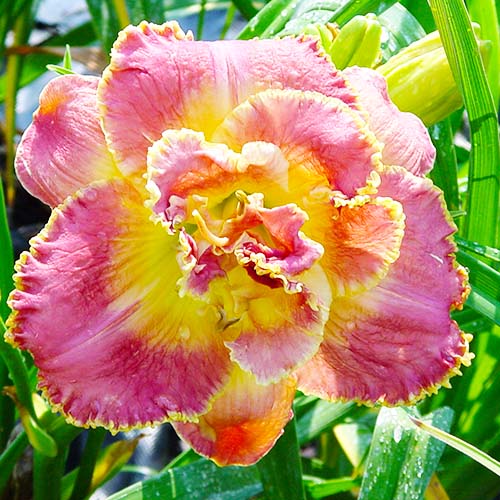Hemerocallis/Daylily Unlock The Stars - for Sale Hemerocallis/Daylily Unlock The Stars