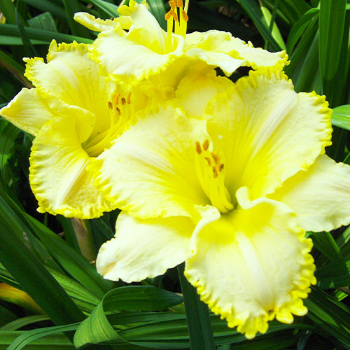 Hemerocallis (Lys de jour) Villa Vanilla - for Sale Hemerocallis (Lys de jour) Villa Vanilla