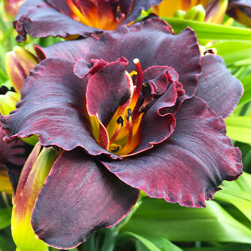 Hemerocallis (Daylily) Voodoo Dancer - for Sale Hemerocallis (Daylily) Voodoo Dancer