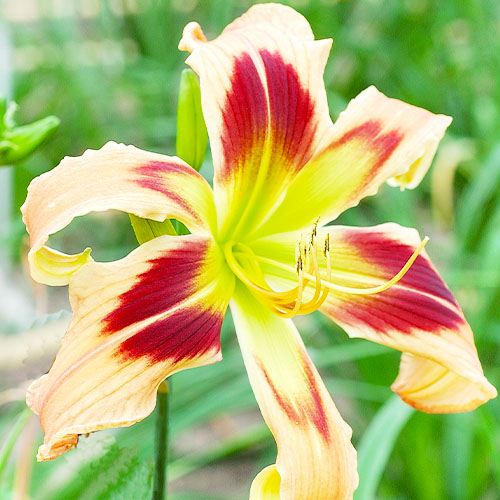 Hemerocallis (Daylily) Wild And Wonderful - for Sale Hemerocallis (Daylily) Wild And Wonderful