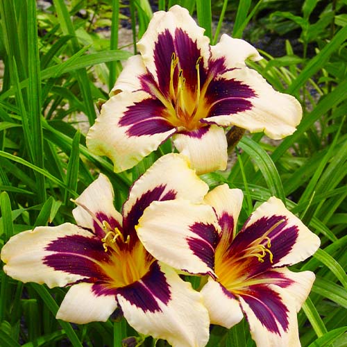 Hemerocallis (Daylily) Wild Horses - for Sale Hemerocallis (Daylily) Wild Horses