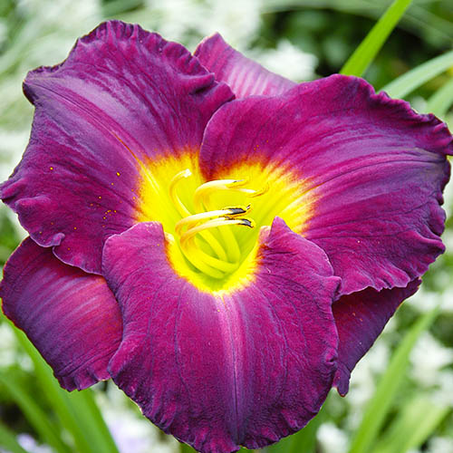 Hemerocallis (Daylily) Woodside Rhapsody - for Sale Hemerocallis (Daylily) Woodside Rhapsody