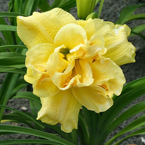 Hemerocallis (Lys de jour) Yellow Submarine - for Sale Hemerocallis (Lys de jour) Yellow Submarine