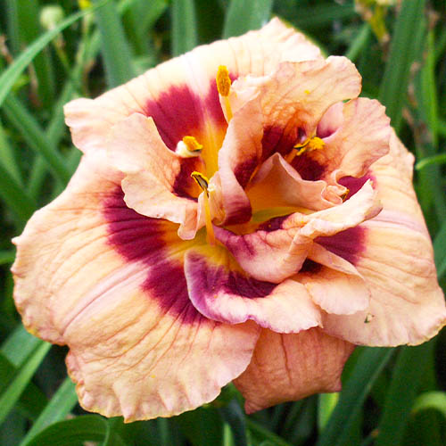 Hemerocallis (Daylily) Your Angel - for Sale Hemerocallis (Daylily) Your Angel
