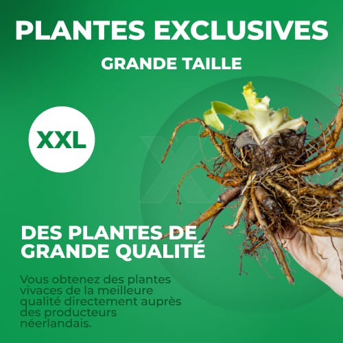 Hemerocallis (Lys de jour) Night Beacon - for Sale Hemerocallis (Lys de jour) Night Beacon