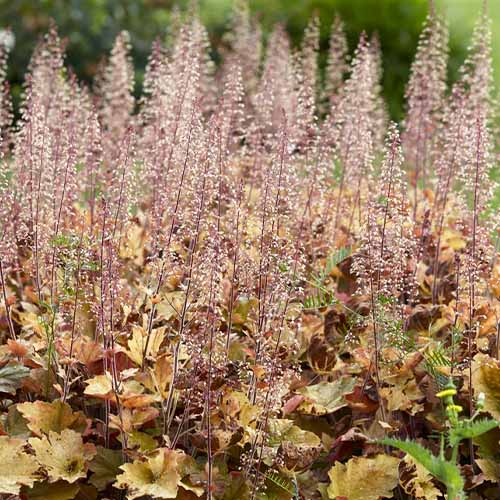 Heuchera Caramel - for Sale Heuchera Caramel