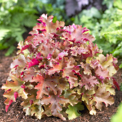 Heuchera Marmelade - for Sale Heuchera Marmelade