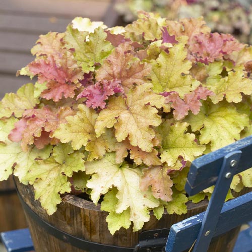 Heuchera Marmelade - for Sale Heuchera Marmelade