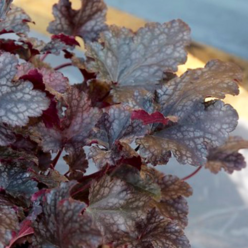 Heuchera Plum Pudding - for Sale Heuchera Plum Pudding