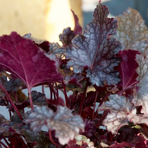 Heuchera Plum Pudding - for Sale Heuchera Plum Pudding