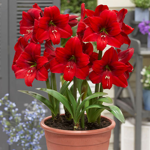 Hippeastrum Red Tiger - for Sale Hippeastrum Red Tiger
