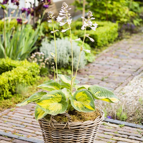 Hosta Alligator Alley - for Sale Hosta Alligator Alley