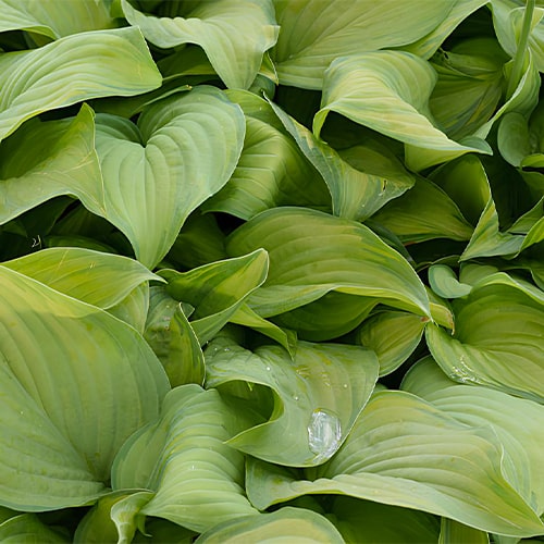 Hosta Ambrosia - for Sale Hosta Ambrosia