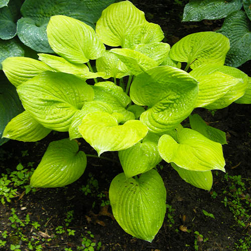Hosta Banana Kid - for Sale Hosta Banana Kid