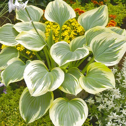 Hosta Band of Gold - for Sale Hosta Band of Gold