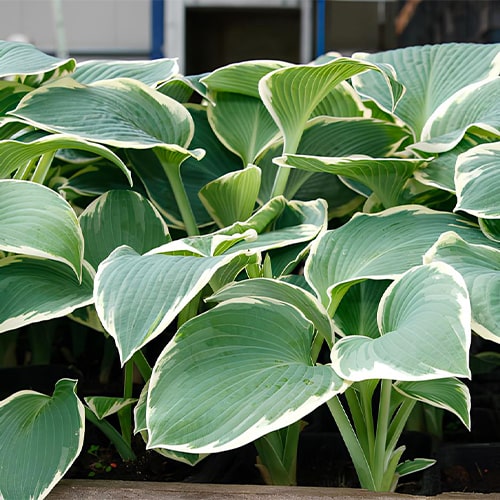 Hosta Barbara Ann - for Sale Hosta Barbara Ann
