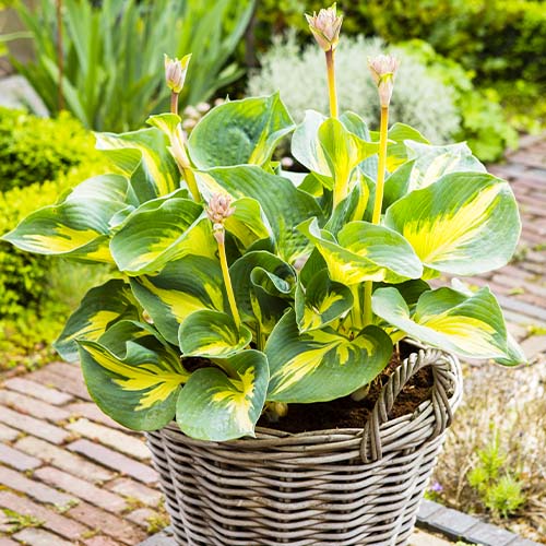 Hosta Beach Boy - for Sale Hosta Beach Boy