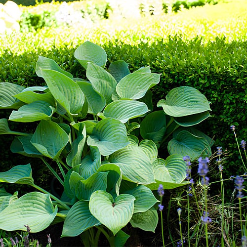 Hosta Blue Hawaii - for Sale Hosta Blue Hawaii