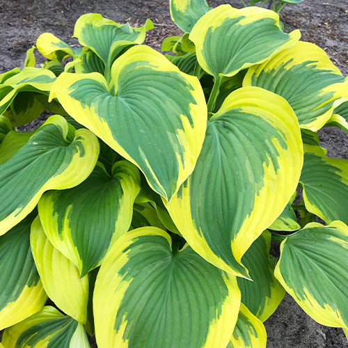 Hosta Broadband - for Sale Hosta Broadband