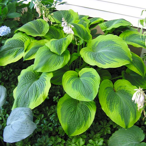 Hosta Climax - for Sale Hosta Climax