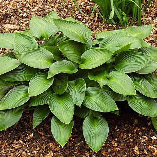 Hosta Devon Green - for Sale Hosta Devon Green