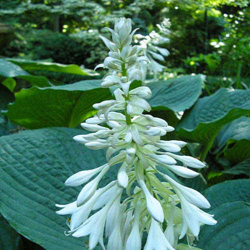 Hosta Elegans - for Sale Hosta Elegans