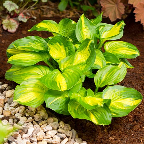 Hosta Emerald Charger - for Sale Hosta Emerald Charger