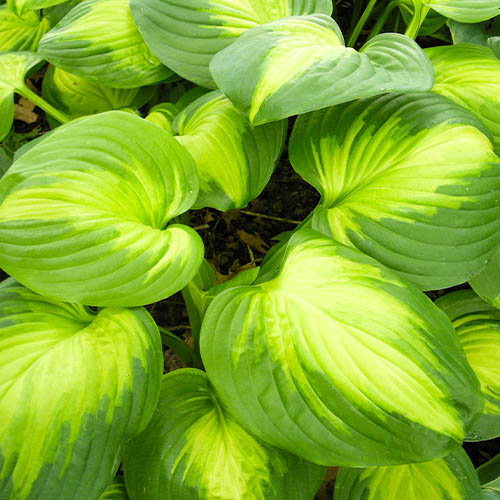 Hosta Enchiladas - for Sale Hosta Enchiladas