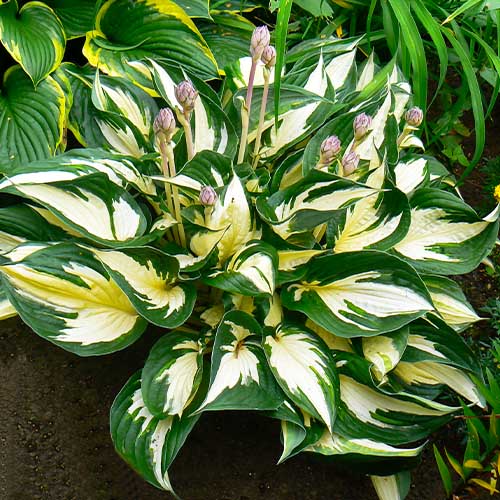 Hosta Fire and Ice - for Sale Hosta Fire and Ice