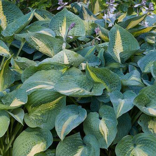 Hosta Forbidden Fruit - for Sale Hosta Forbidden Fruit
