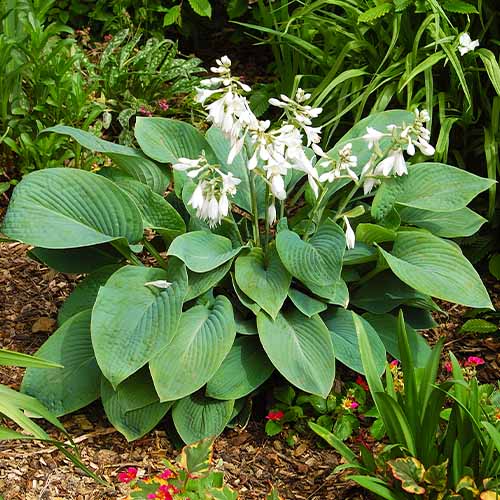 Hosta Fragrant Blue - for Sale Hosta Fragrant Blue