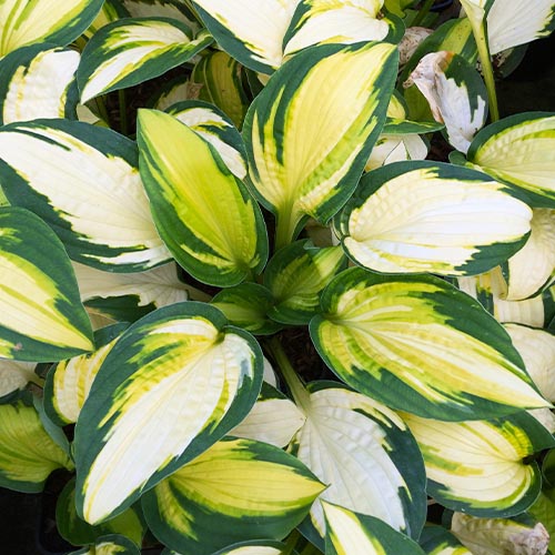 Hosta Georgia Sweetheart - for Sale Hosta Georgia Sweetheart