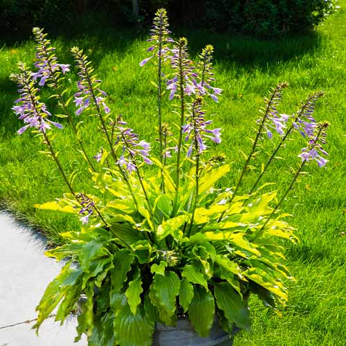 Hosta Get Nekkid - for Sale Hosta Get Nekkid