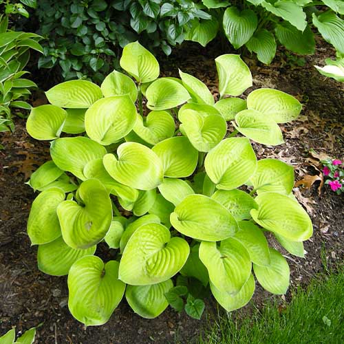 Hosta Glad Tidings - for Sale Hosta Glad Tidings