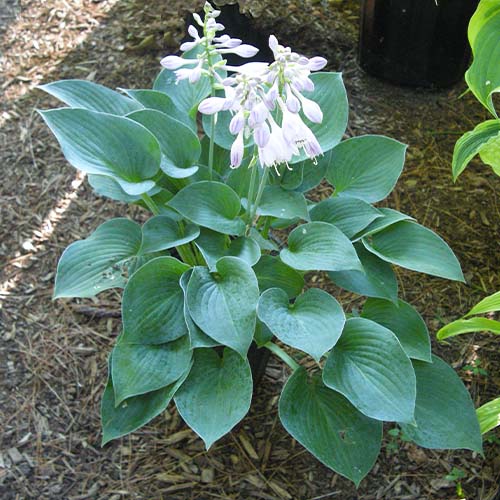 Hosta Hadspen Blue - for Sale Hosta Hadspen Blue