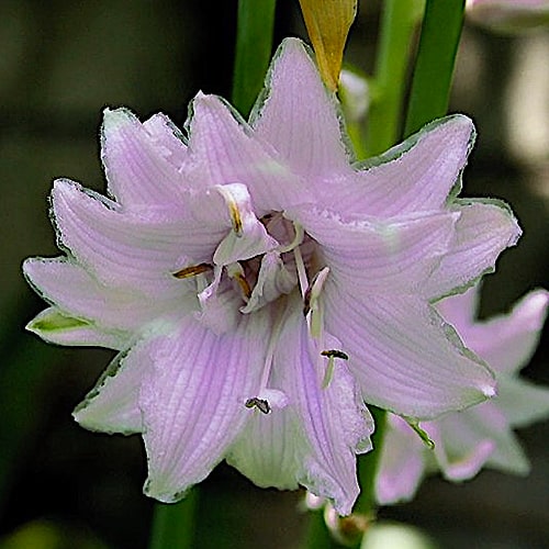 Hosta Ki Ren Jyaku - for Sale Hosta Ki Ren Jyaku