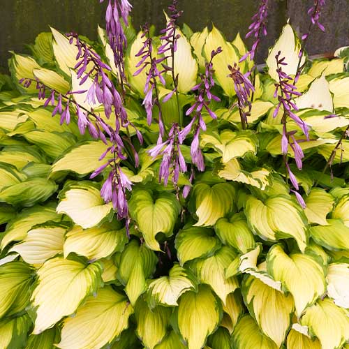 Hosta (Funkie) Lady Guinevere - for Sale Hosta (Funkie) Lady Guinevere