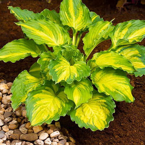 Hosta Lakeside Paisley Print - for Sale Hosta Lakeside Paisley Print