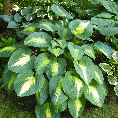 Hosta Lakeside Shoremaster - for Sale Hosta Lakeside Shoremaster