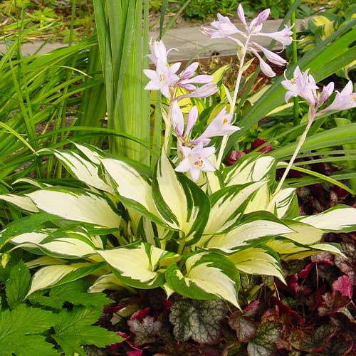 Hosta (Funkie) Loyalist - for Sale Hosta (Funkie) Loyalist