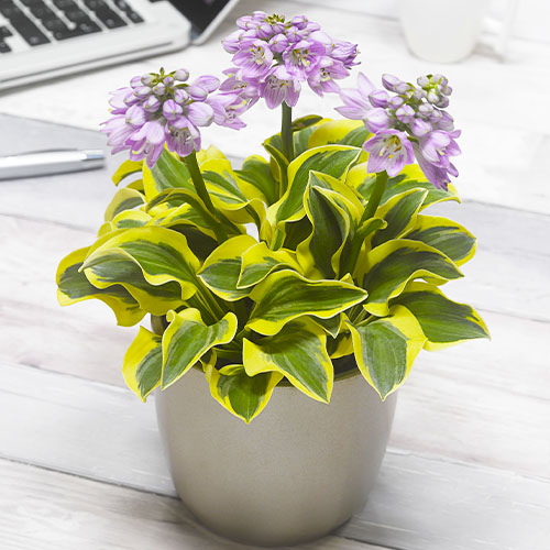 Hosta (Funkie) Mighty Mouse - for Sale Hosta (Funkie) Mighty Mouse