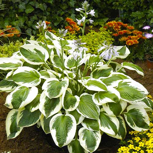 Hosta Minuteman - for Sale Hosta Minuteman