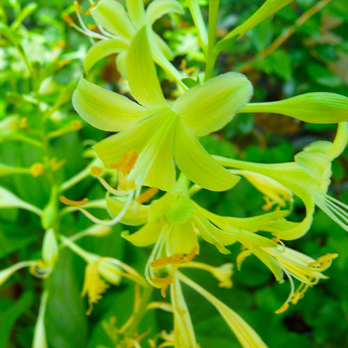 Hosta Miracle Lemony - for Sale Hosta Miracle Lemony